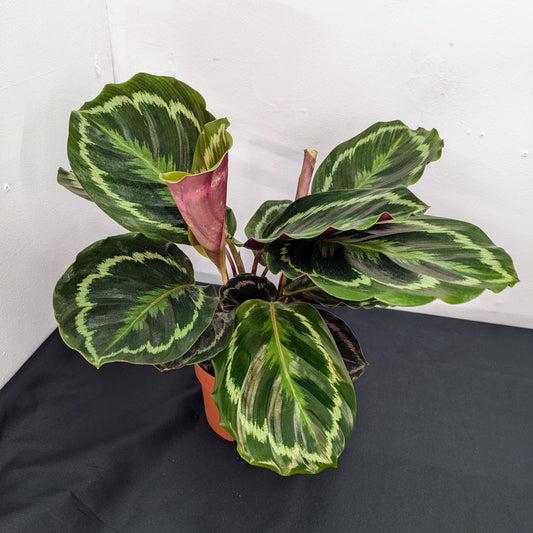 How to care for your Calathea Medallion houseplant