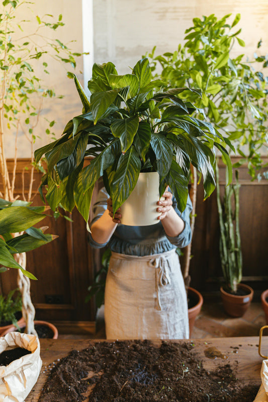 How To Care For Your Peace Lily Houseplant