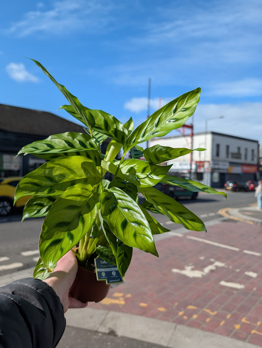 Calathea Leopardina Care: The Animal Print Icon That Demands Respect