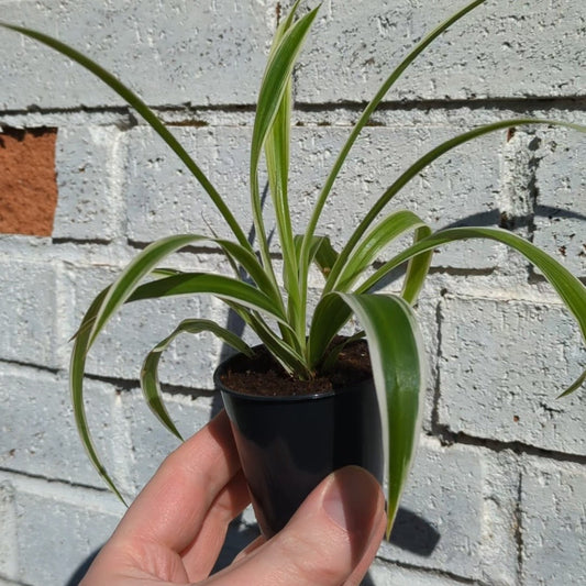 How to propagate your baby spider plants with ease