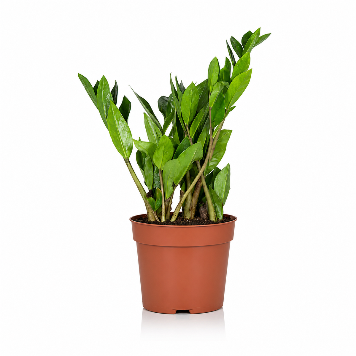 ZZ Plant - Zamioculcas Zamiifolia