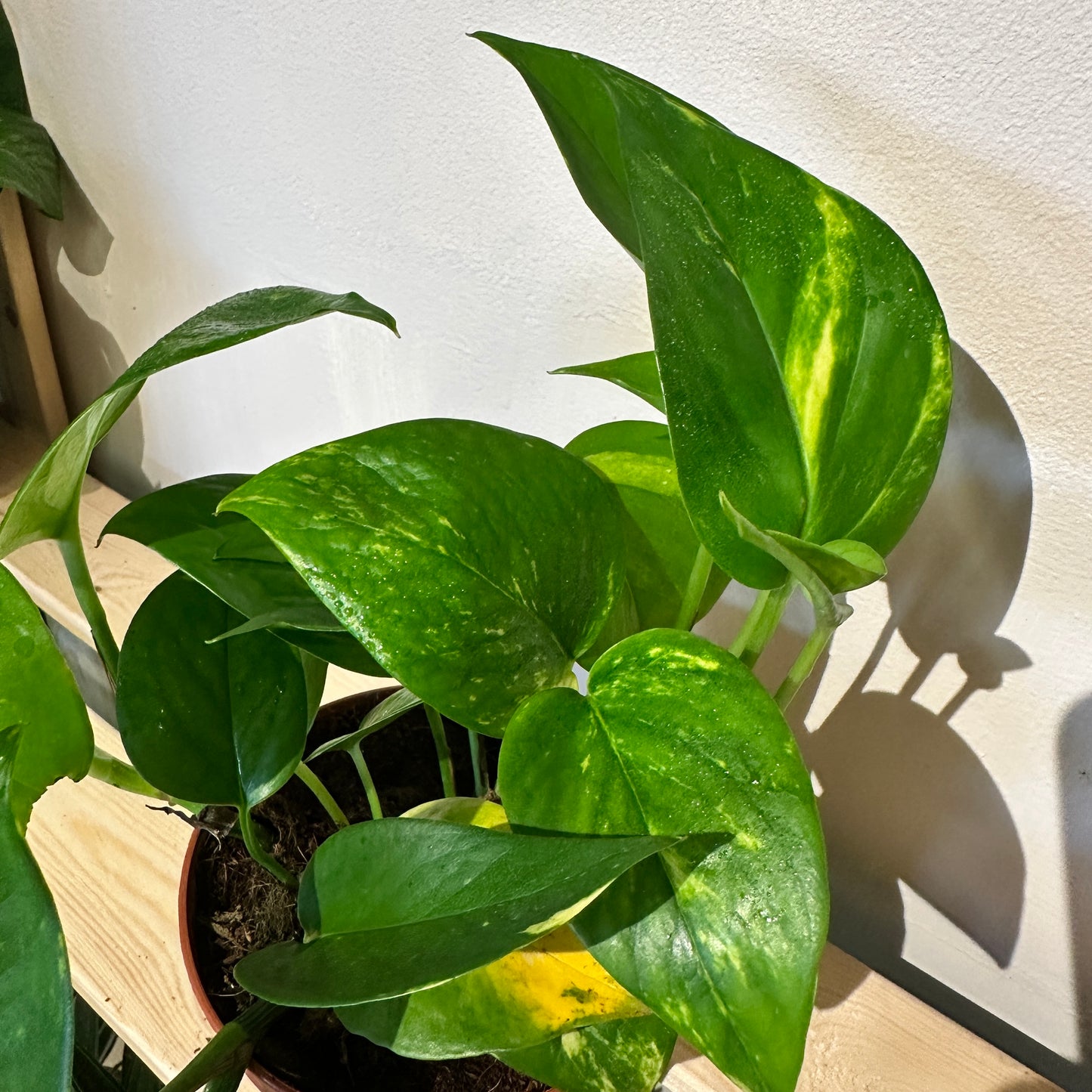 Golden Pothos