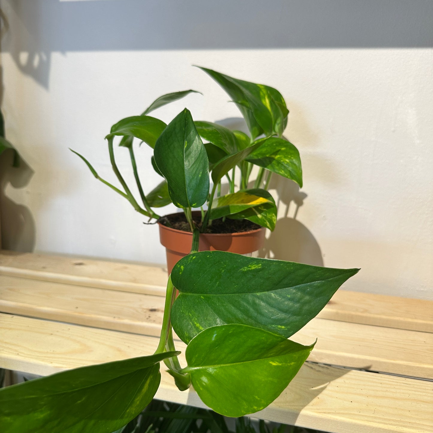 Golden Pothos