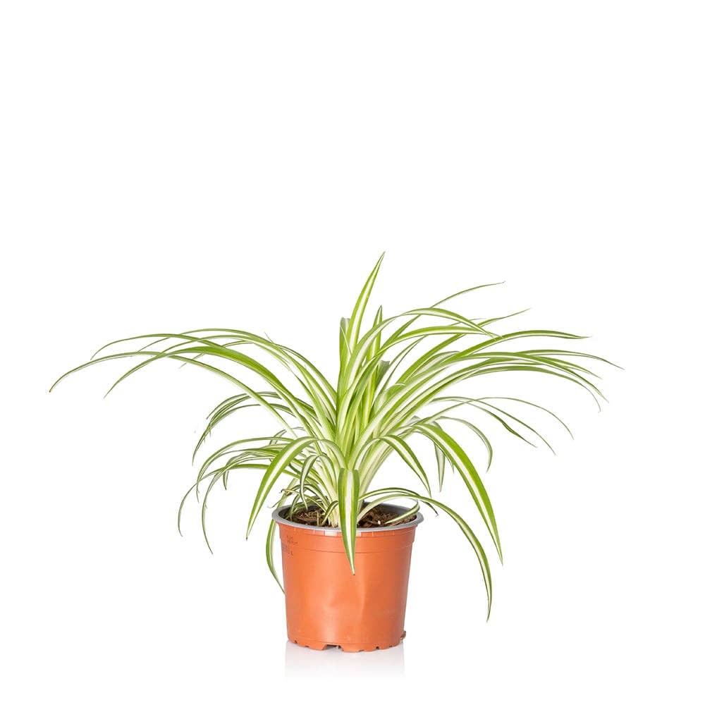 Spider Plant