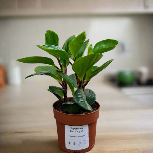 Peperomia Red Canyon