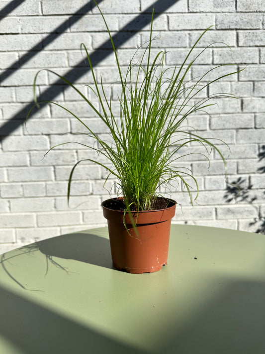 Cat Grass