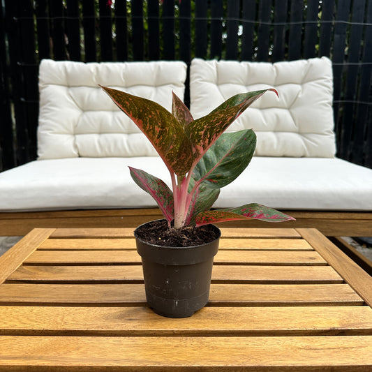 Aglaonema Red Sprinkles