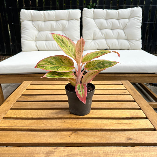 Aglaonema Salmon Fantasy