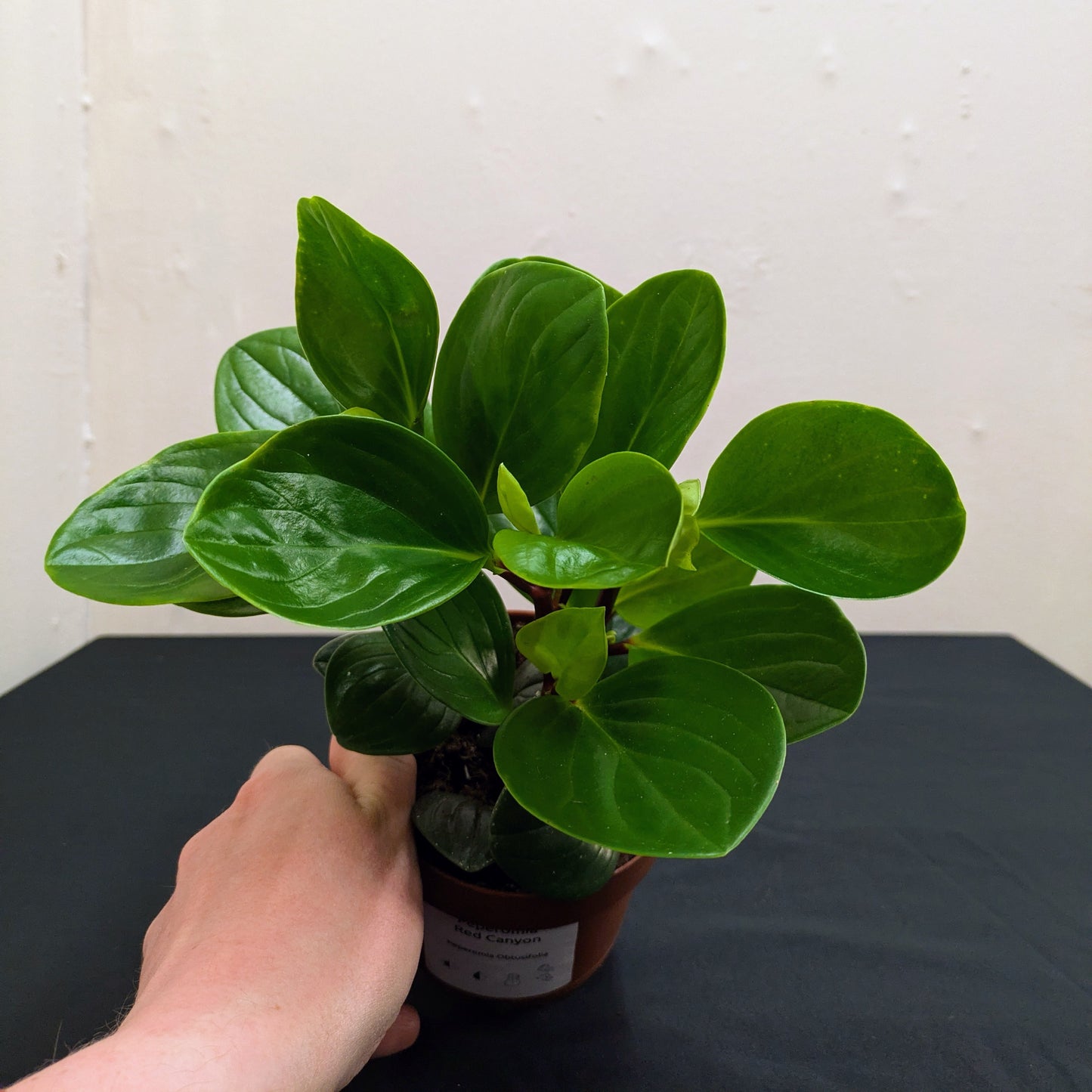 Peperomia Red Canyon