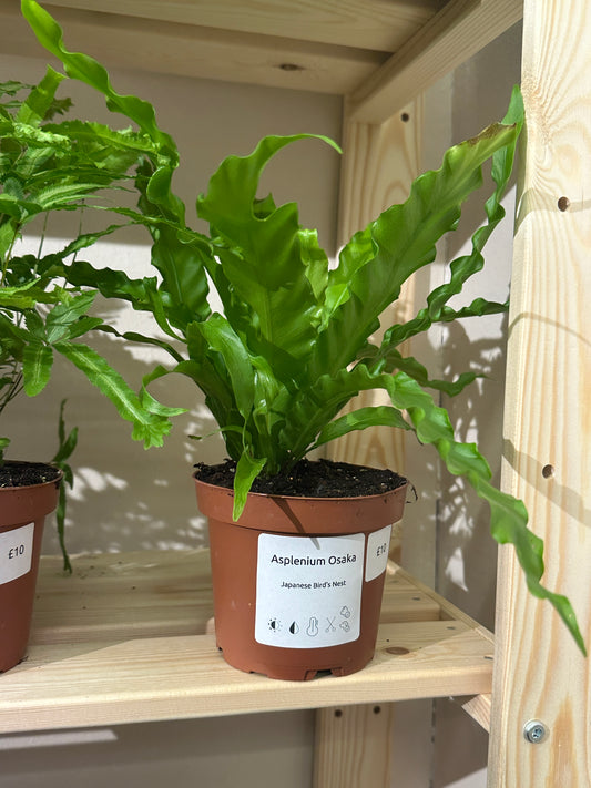 Asplenium Osaka - Easy care - Indoor Plant - 12cm Pot