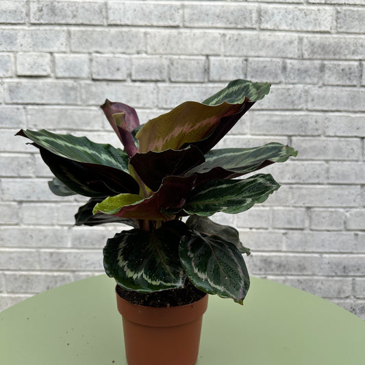 Calathea Medallion