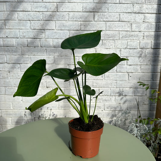 Monstera Deliciosa