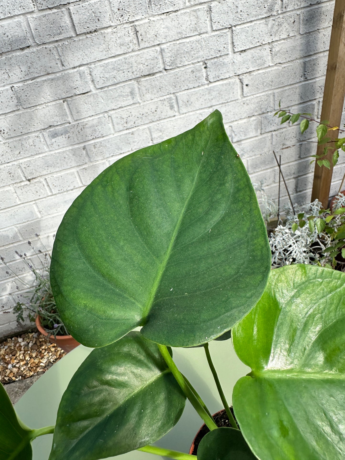 Monstera Deliciosa