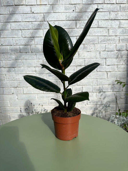 Ficus Robusta Rubber Plant