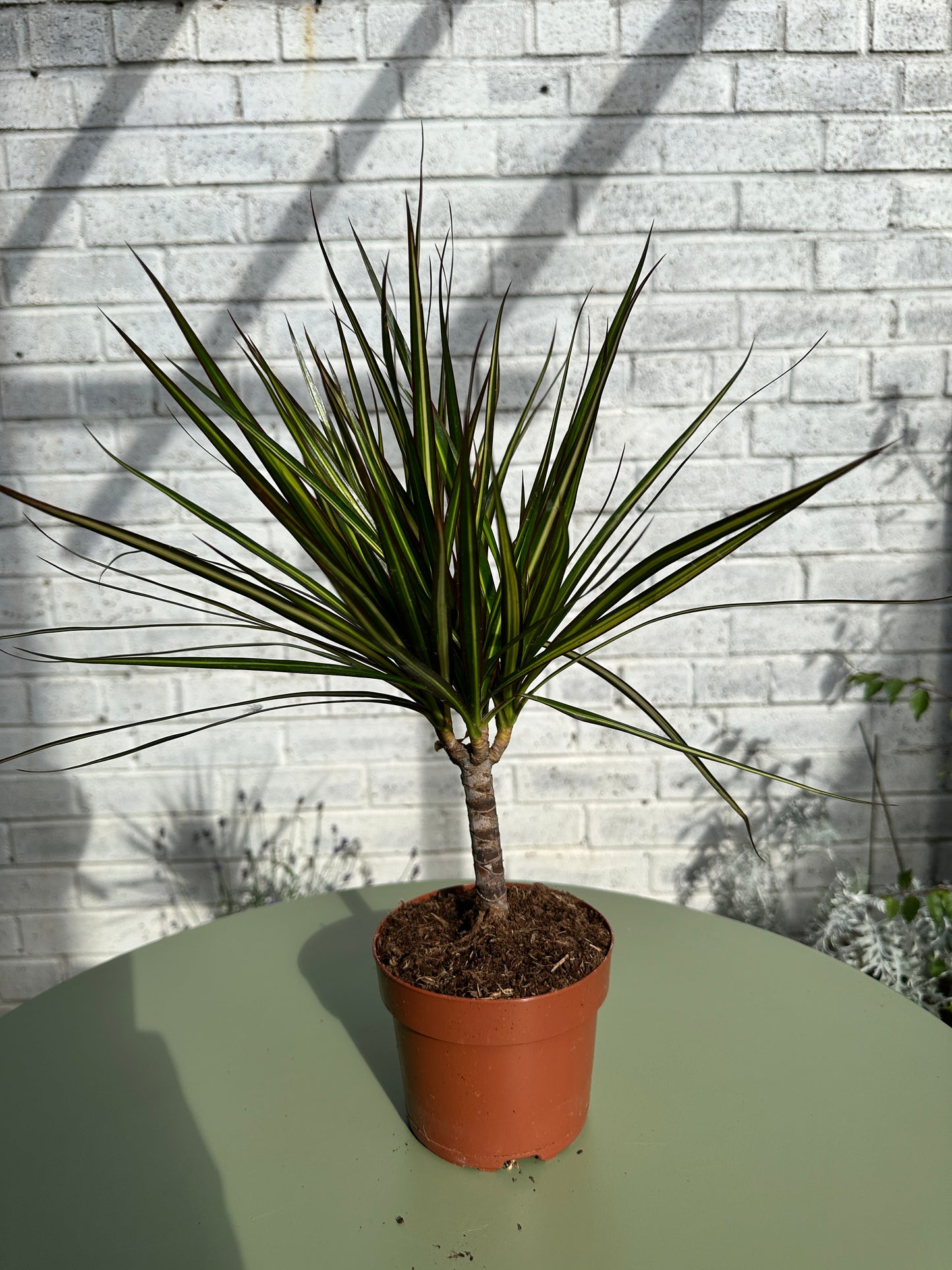 Dragon Tree