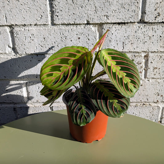 Maranta Leuconeura