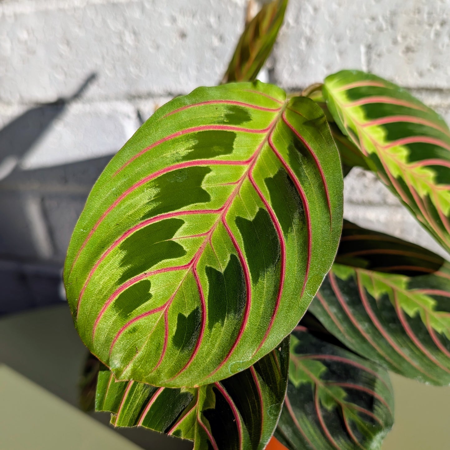 Maranta Leuconeura