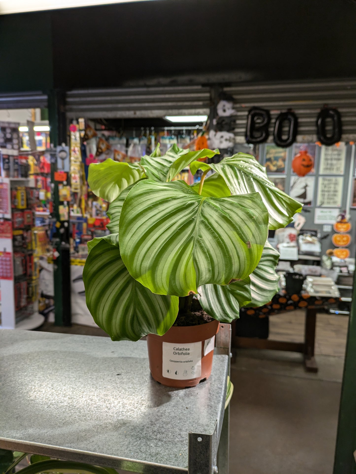 Calathea Orbifolia - Easy Care - Indoor Plant - 12cm Pot