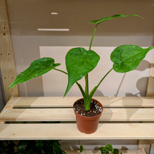 A houseplant on a wooden shelf. An Alocasia Cucullata with 4 teardrop leaves on individual long green stems.