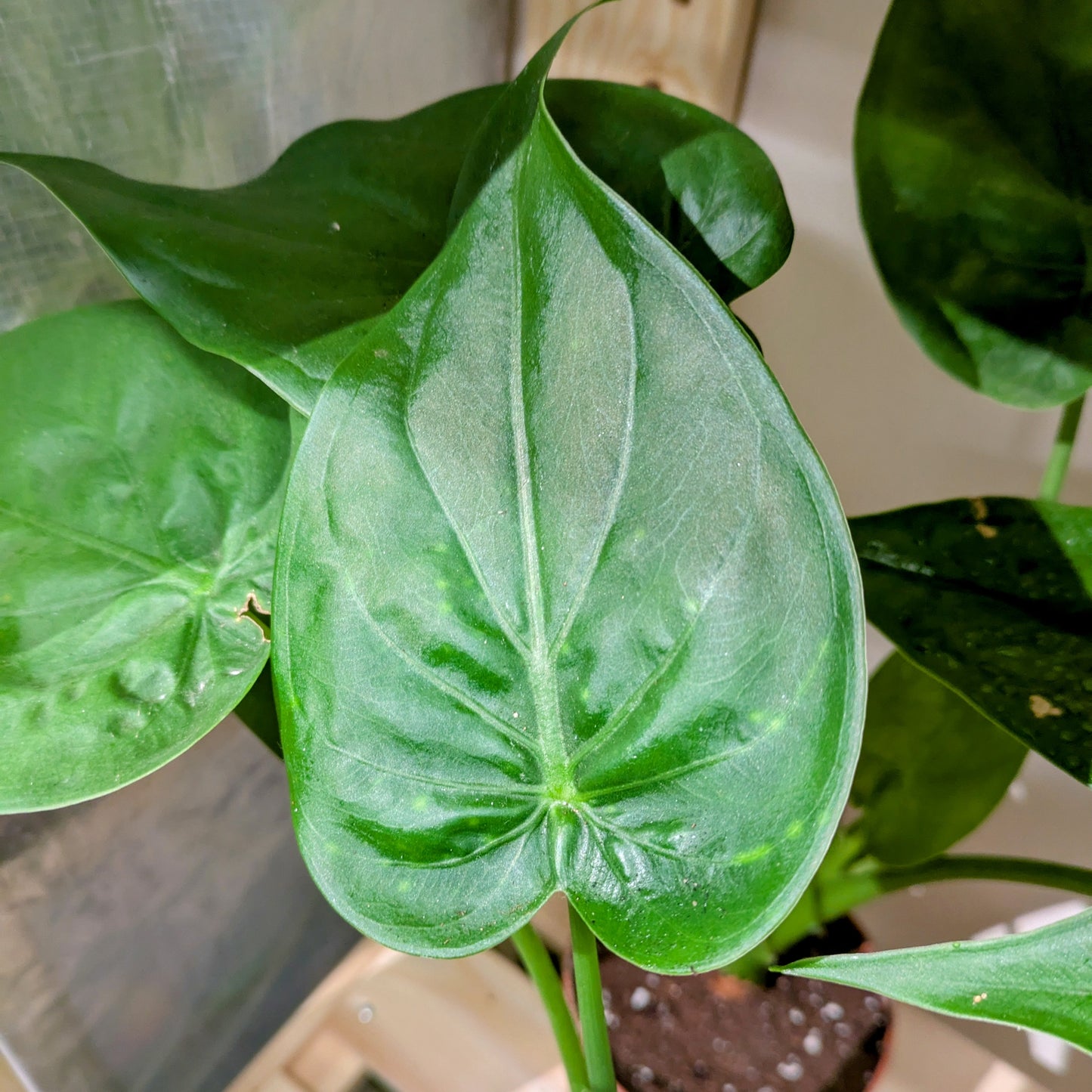 Alocasia Cucullata - Easy Care - Indoor Plant - 12cm