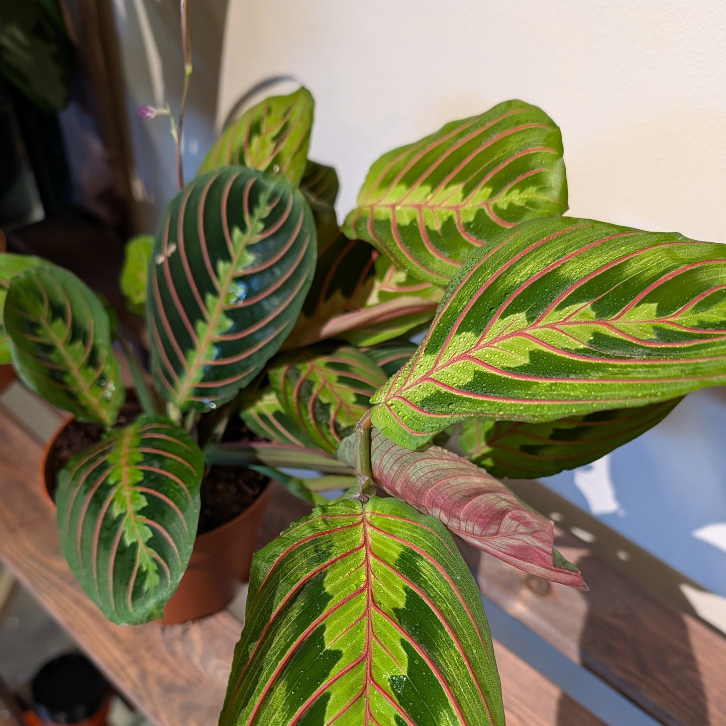 Maranta Leuconeura