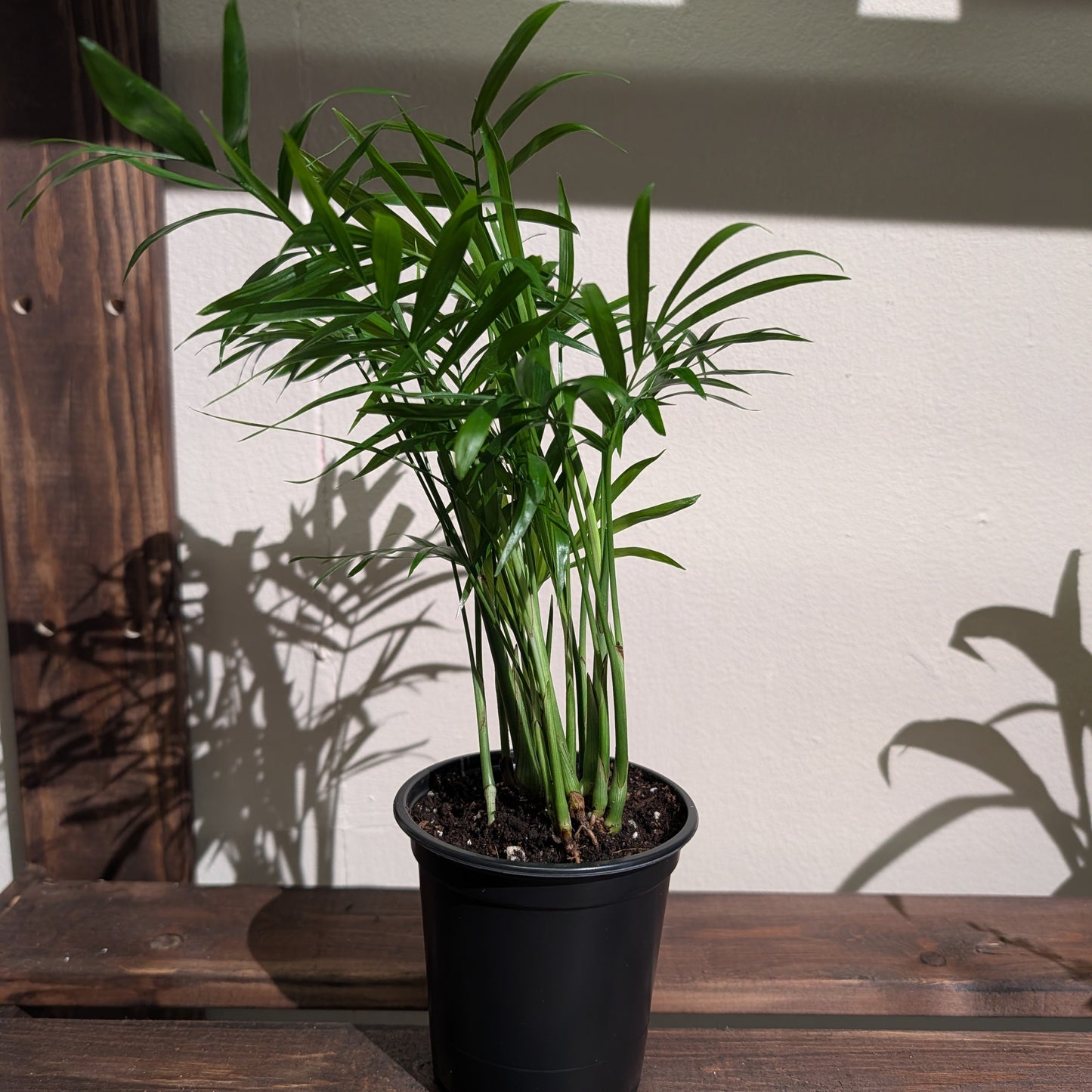 Parlour Palm