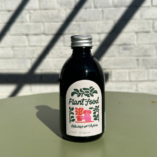 Seaweed Plant Feed