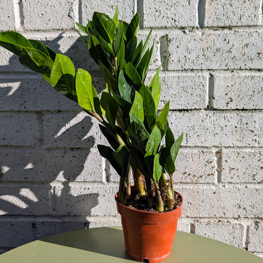 ZZ Plant - Zamioculcas Zamiifolia - 12cm pot