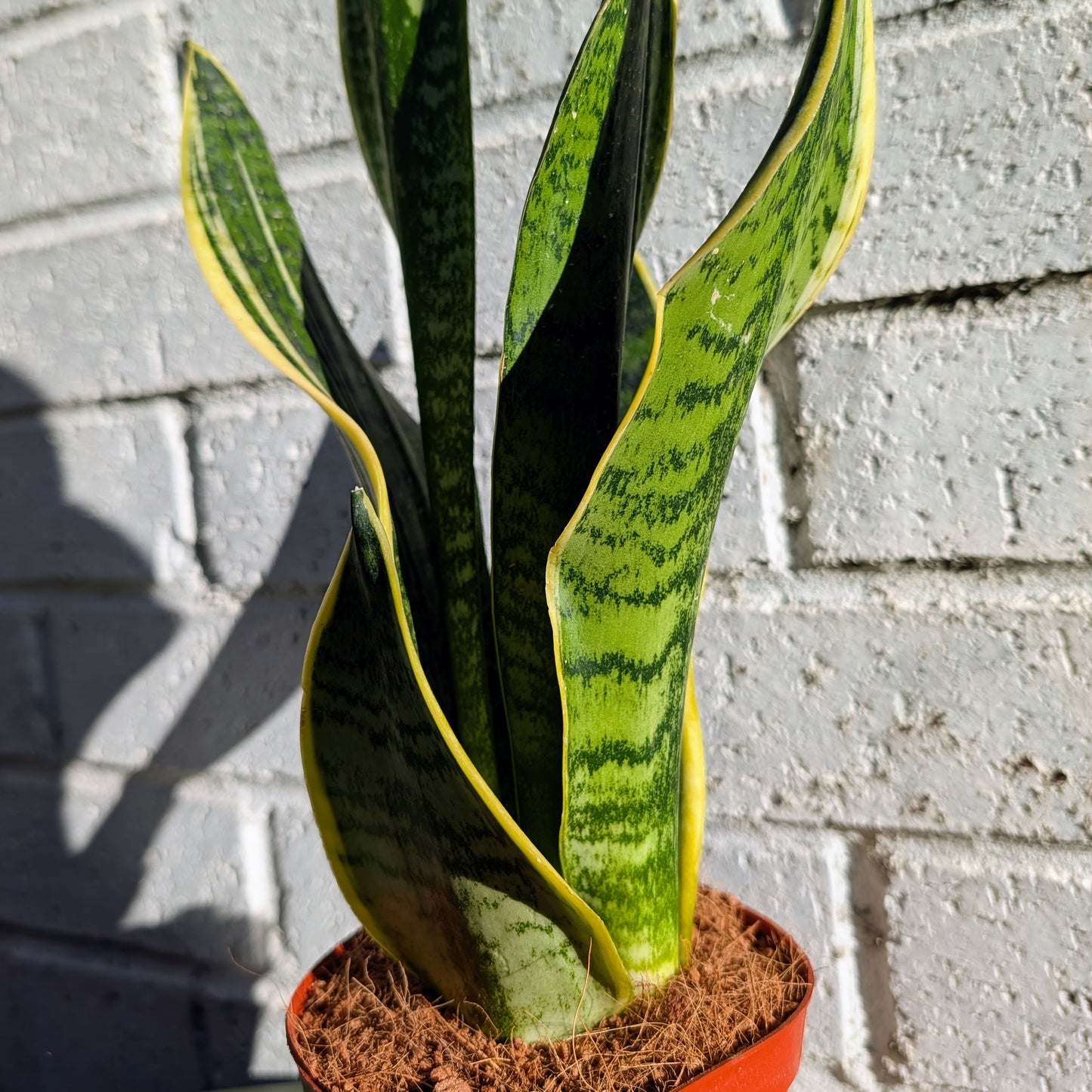 Snake Plant