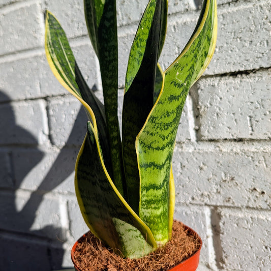 Snake Plant