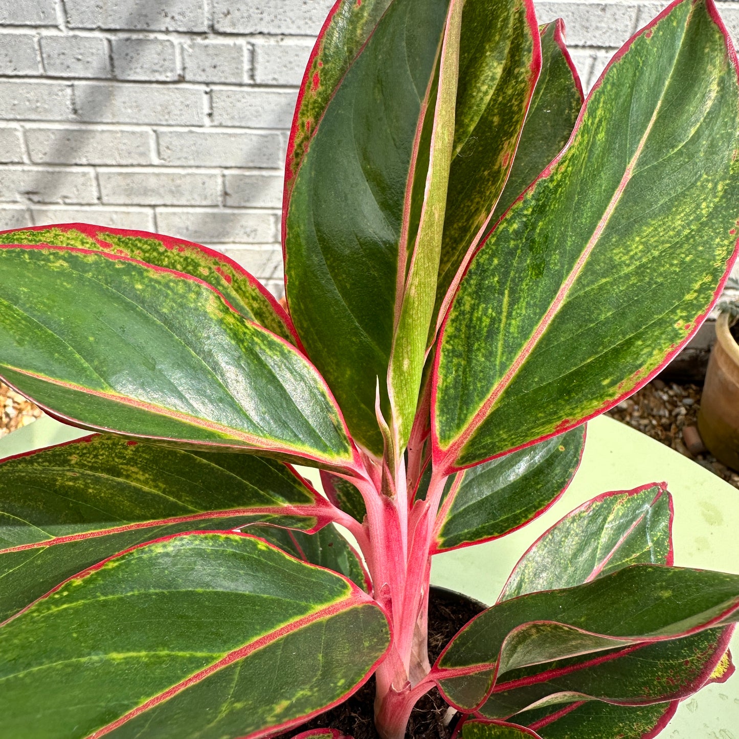 Aglaonema Crete