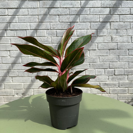 Aglaonema Crete