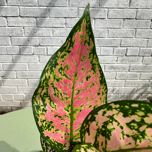 Aglaonema Red Valentine