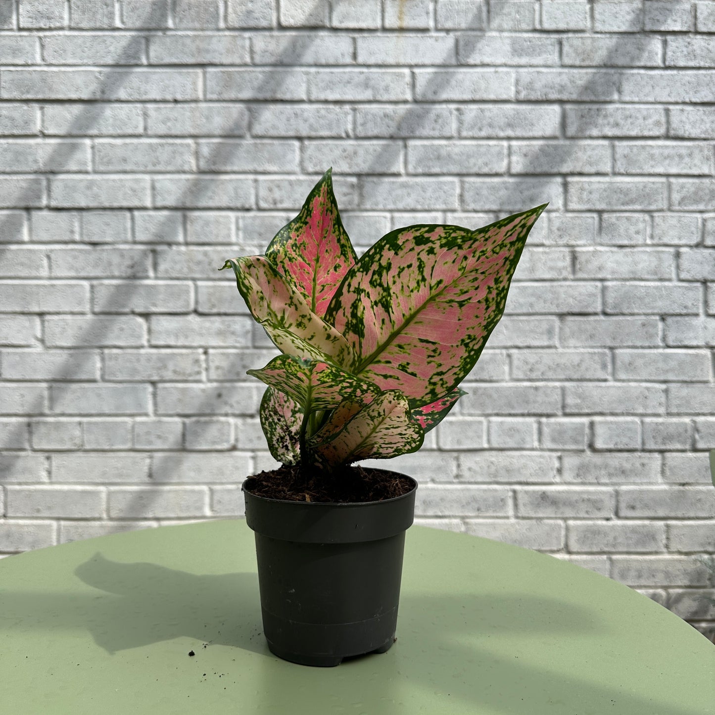 Aglaonema Red Valentine