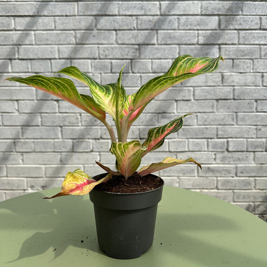 Aglaonema Eyecatcher
