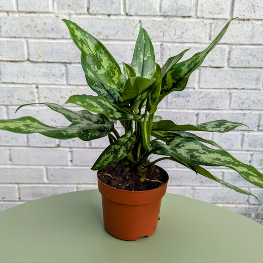 Aglaonema Maria