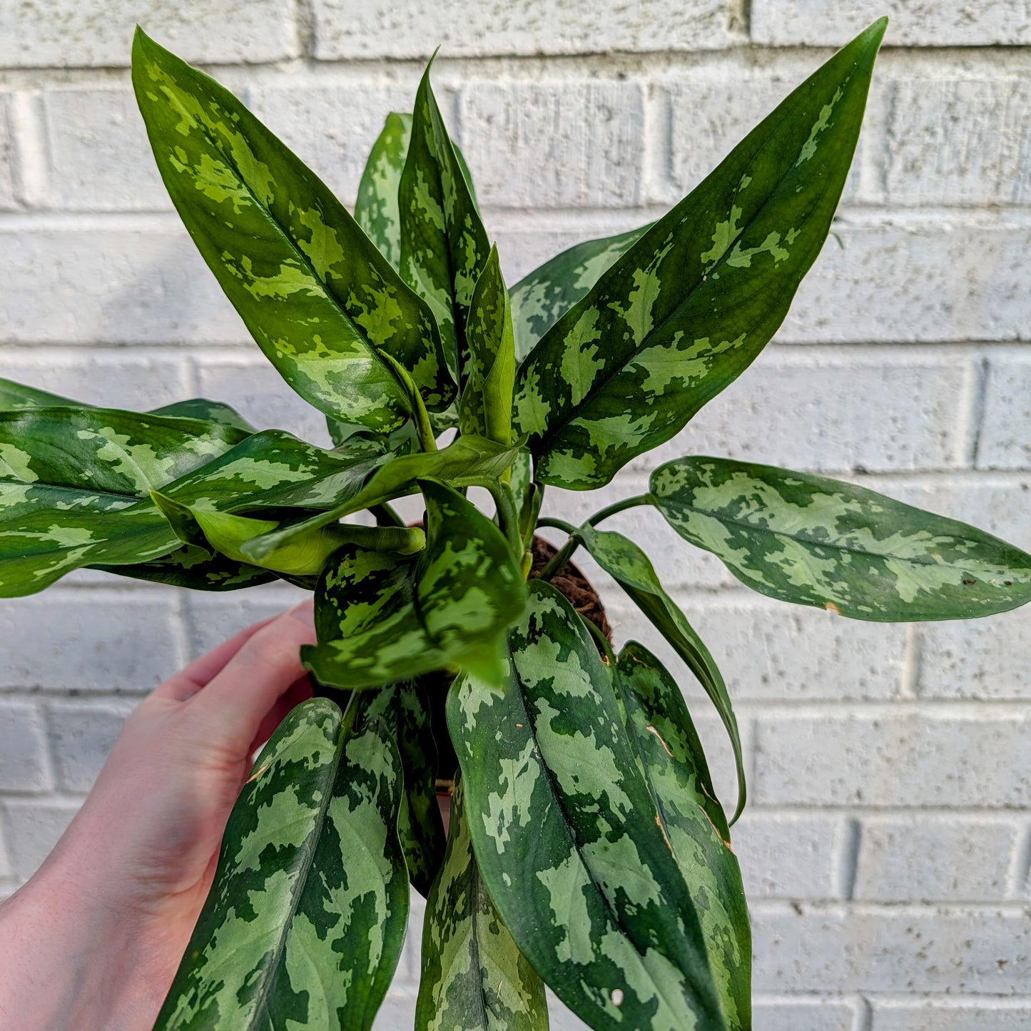 Aglaonema Maria