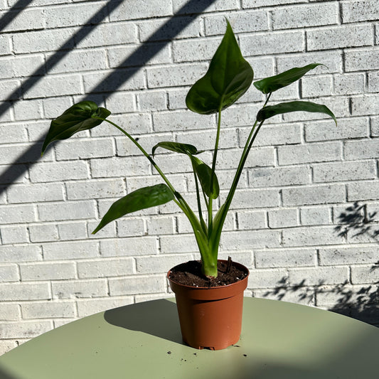 Buddha’s Hand Plant