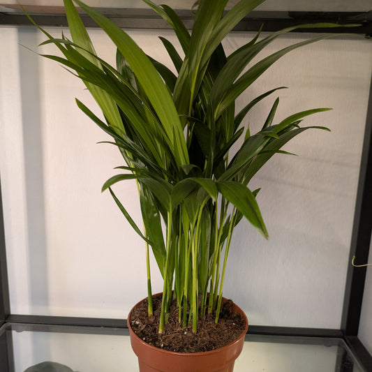 Areca Butterfly Palm