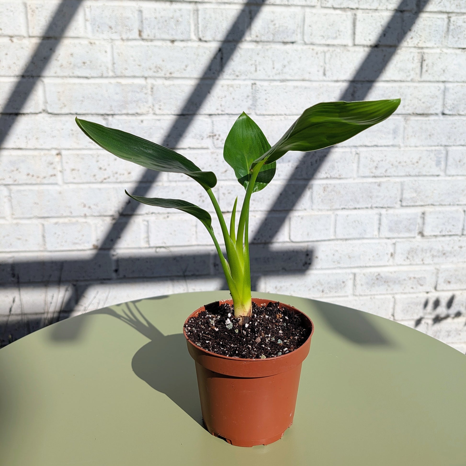 A young Bird of Paradise plant in a brown terracotta pot. 