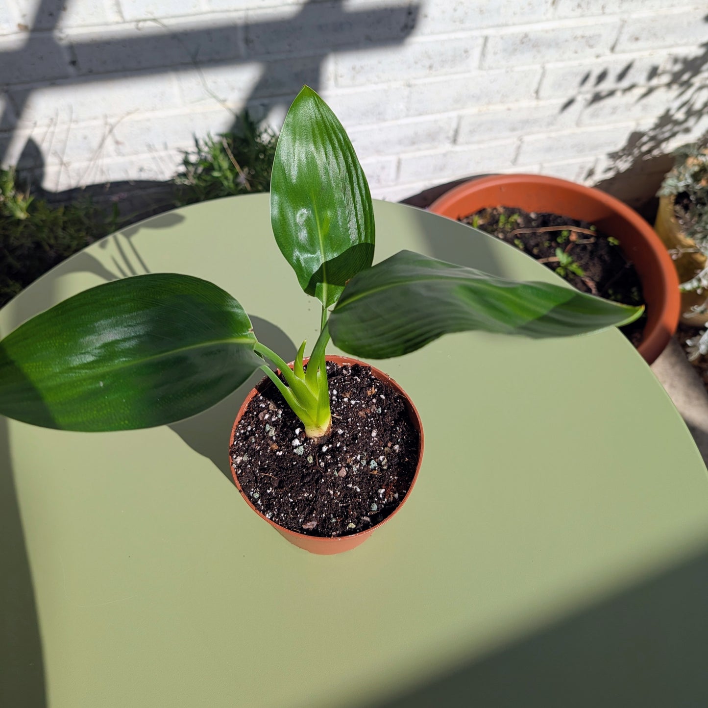 Close up shot of a young Bird of Paradise plant in a brown terracotta pot. 