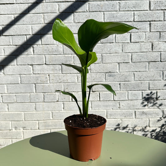 Giant White Bird of Paradise