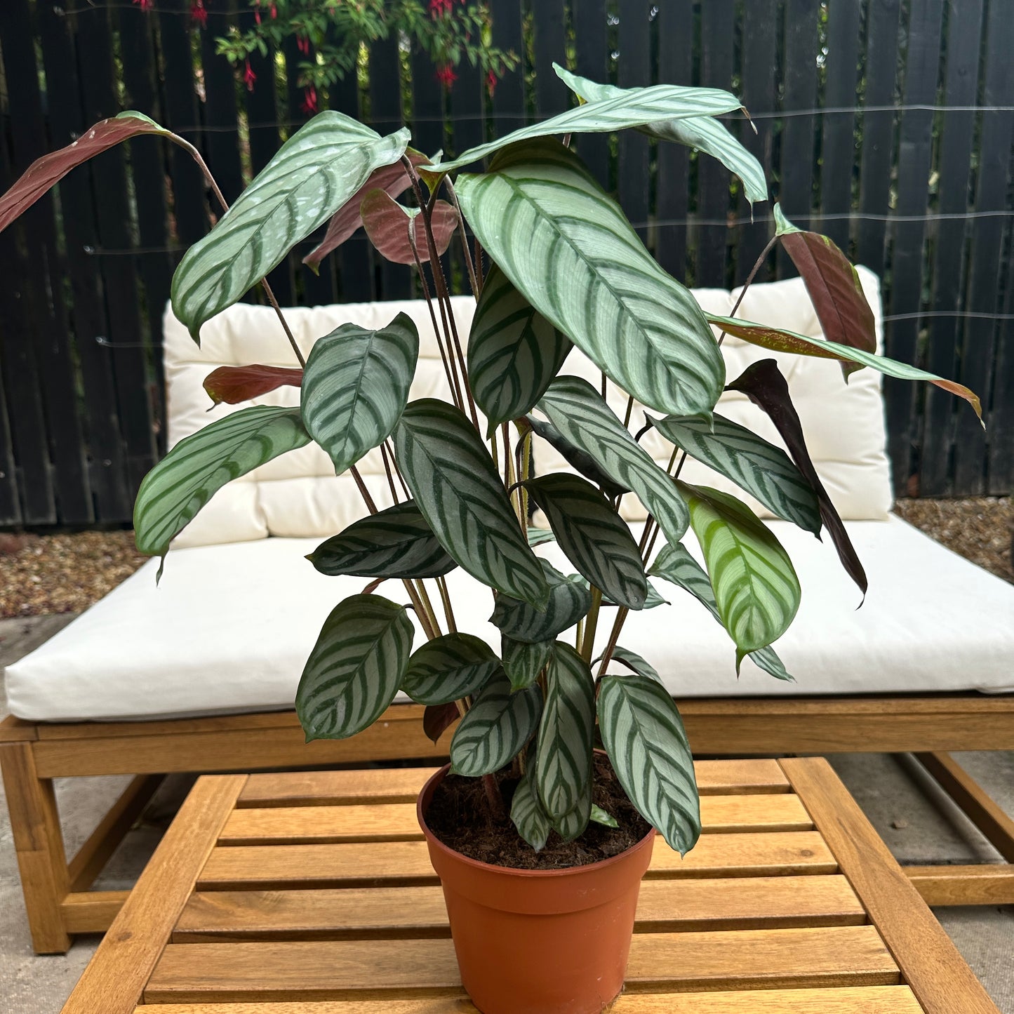 Calathea Compactstar