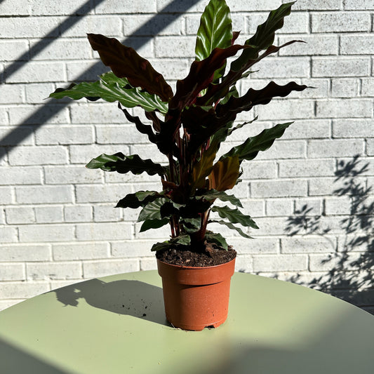 Calathea Furry Feather Rufibarba