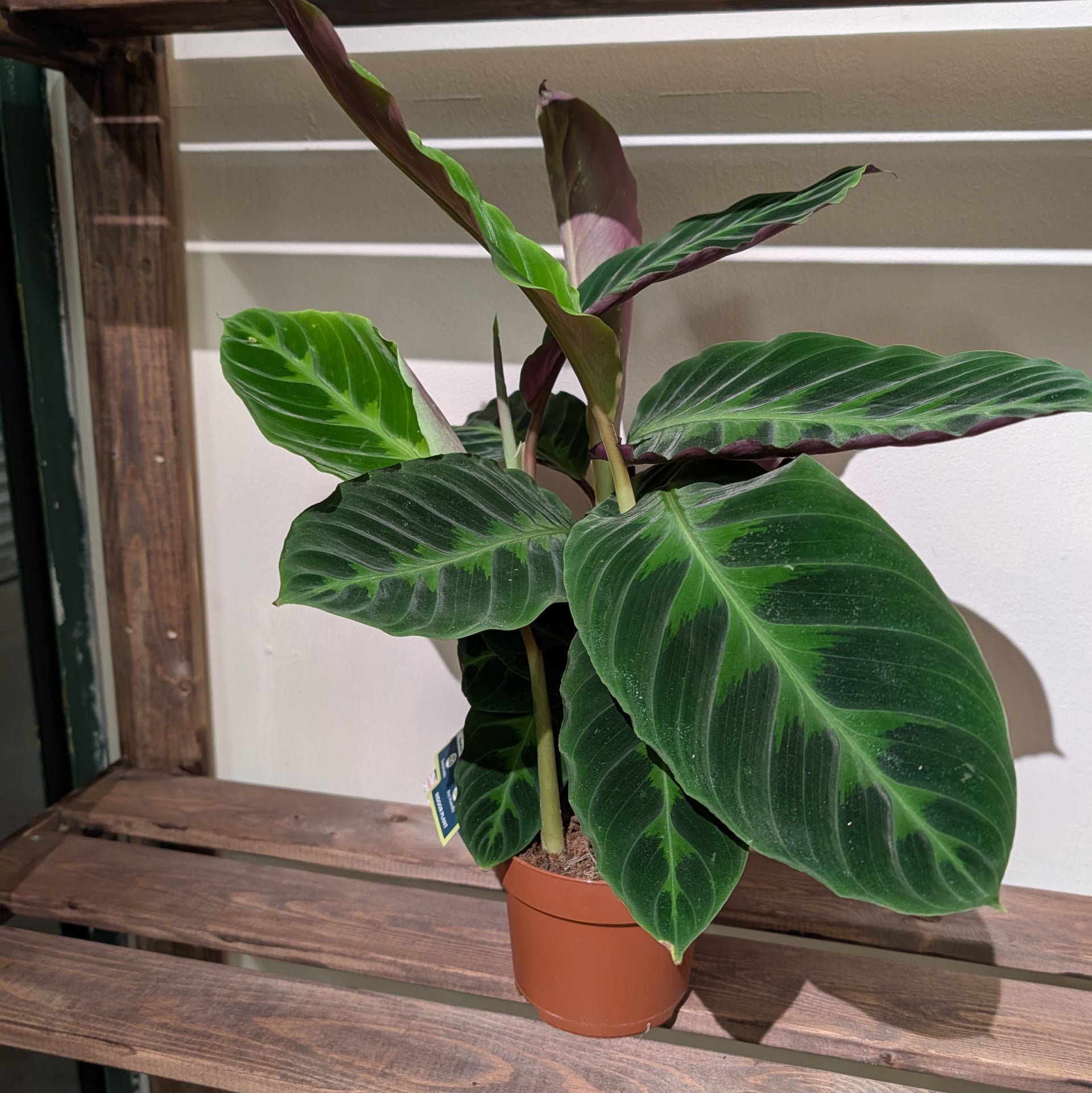 Calathea Warscewiczii – S&S