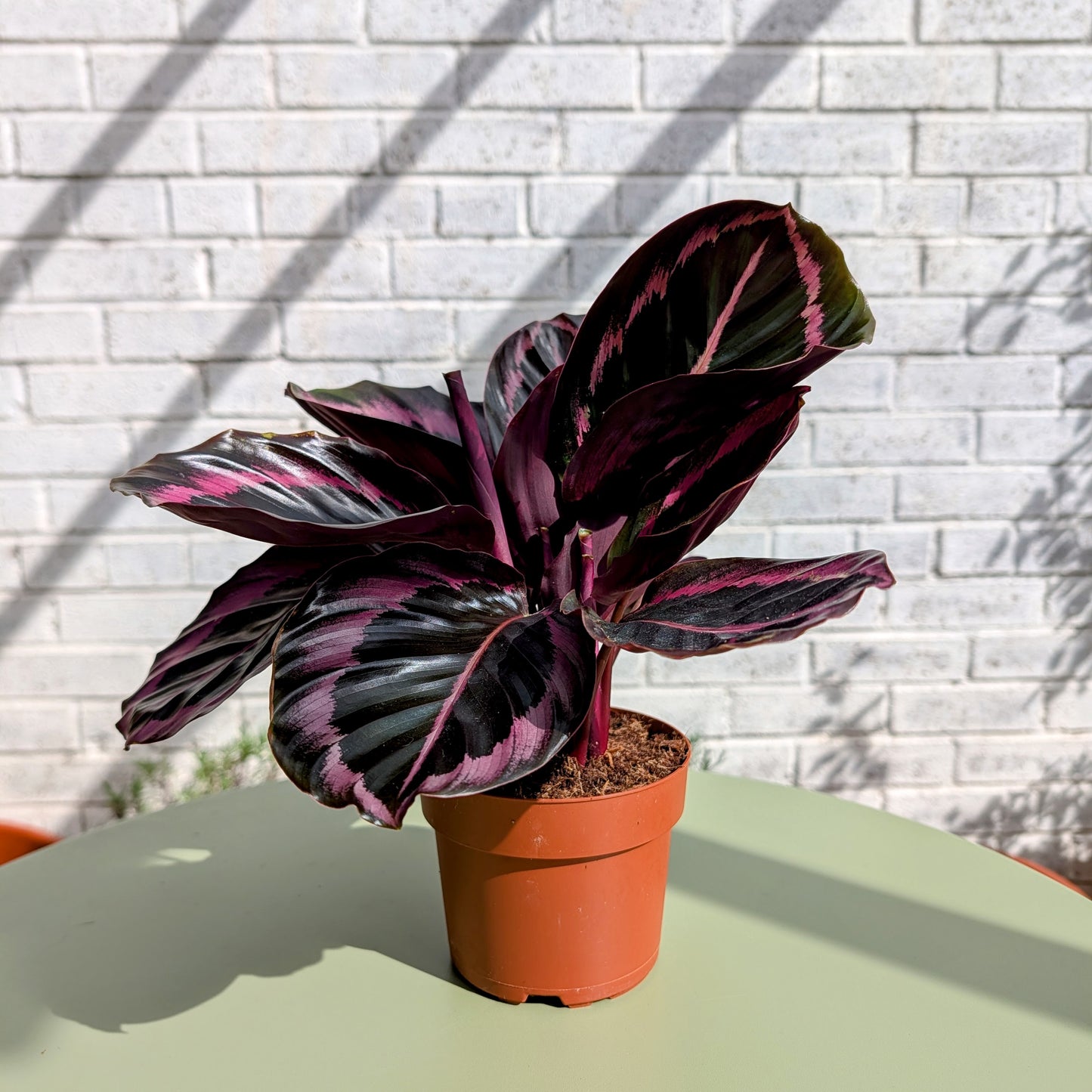 Calathea Dottie