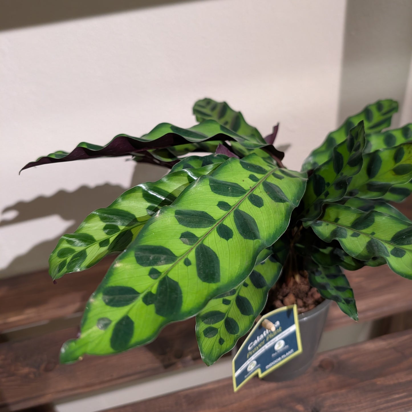 Calathea Lancifolia