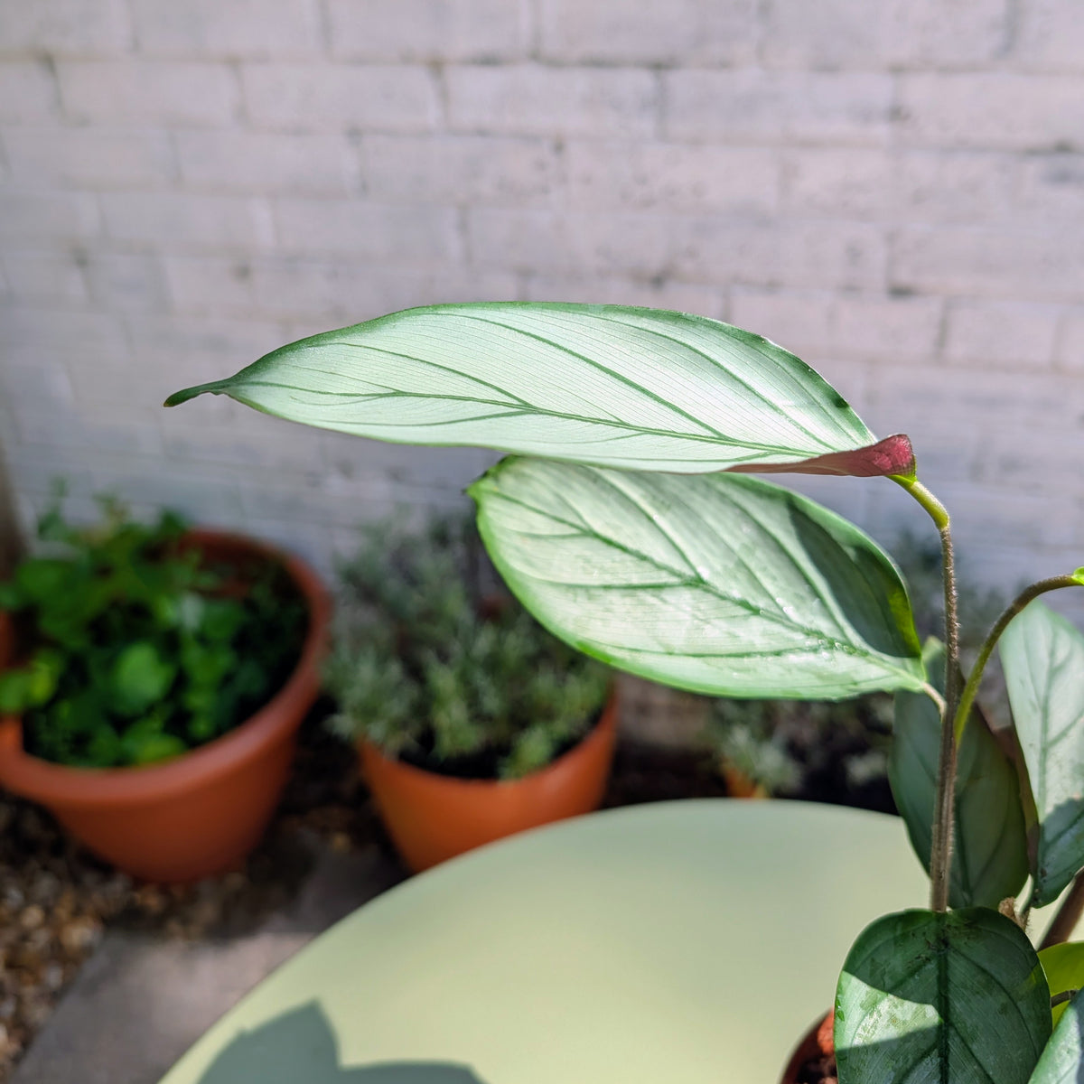 Calathea Silverstar