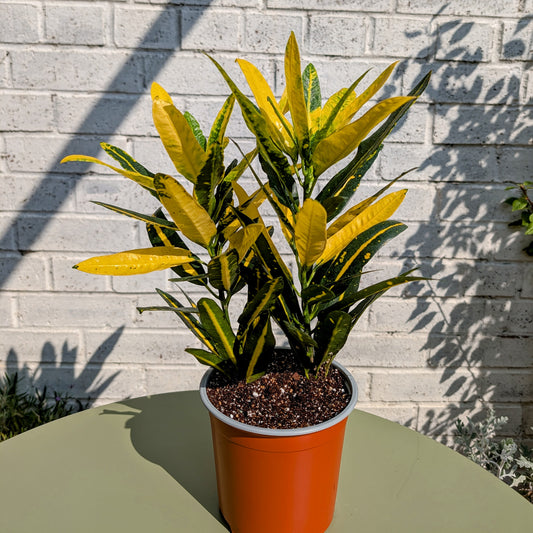 Croton Sunny Star