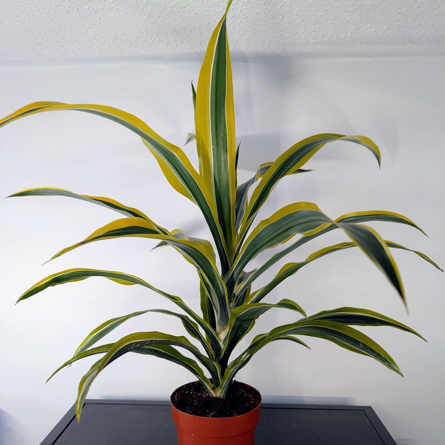 Dracaena Lemon Lime